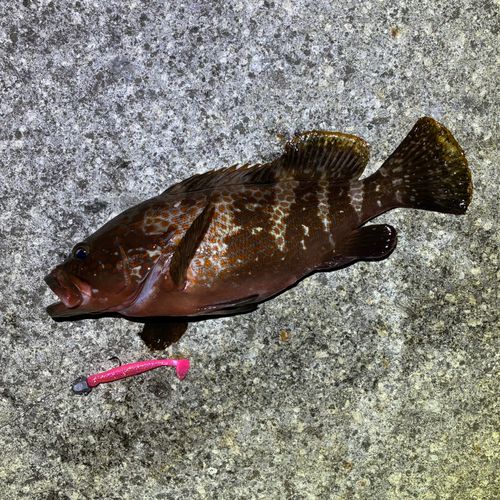 キジハタの釣果