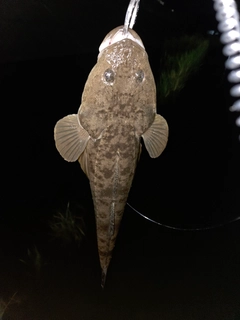 コチの釣果