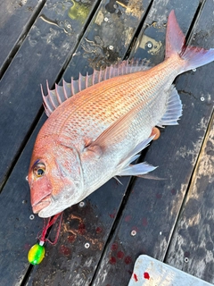 タイの釣果