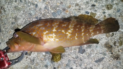 キジハタの釣果