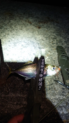 アジの釣果