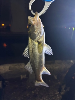 セイゴ（マルスズキ）の釣果