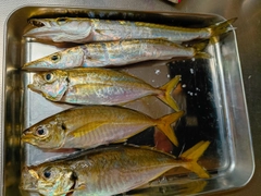 マアジの釣果
