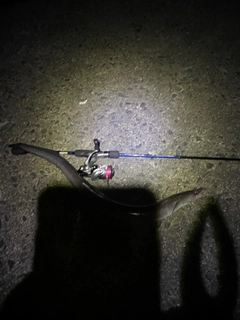 アナゴの釣果
