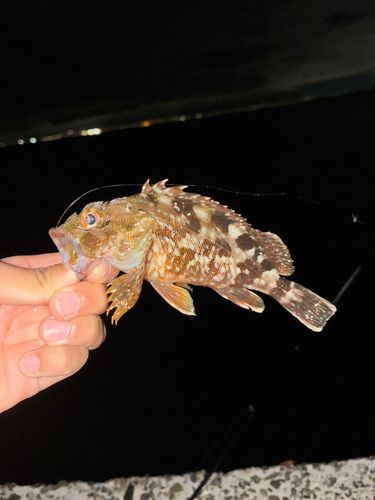カサゴの釣果