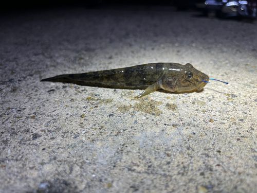 マハゼの釣果