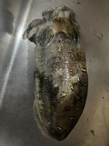 モンゴウイカの釣果