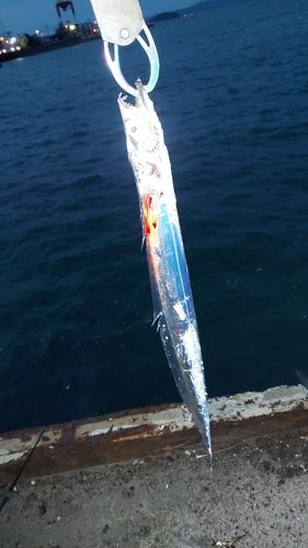 タチウオの釣果