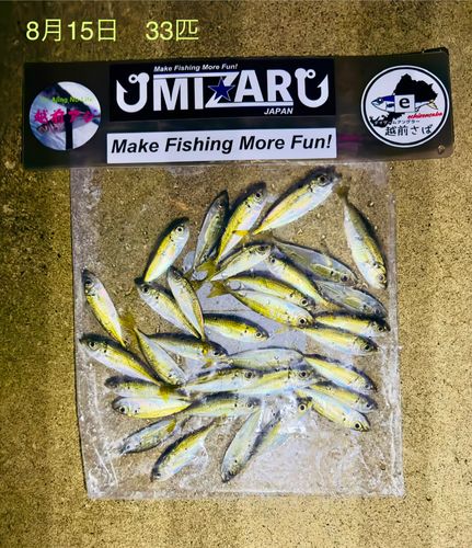 マアジの釣果