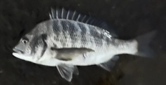 クロダイの釣果