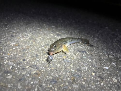 マハゼの釣果