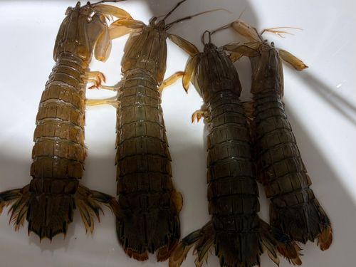 シャコの釣果