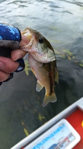 ラージマウスバスの釣果