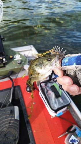 ラージマウスバスの釣果