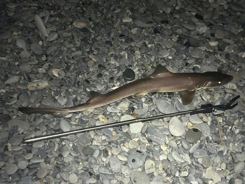 シロザメの釣果