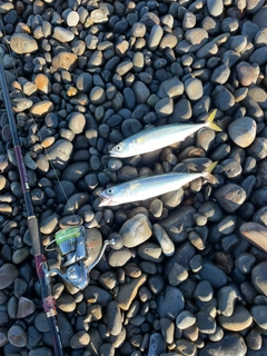 サバの釣果