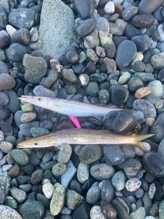 カマスの釣果