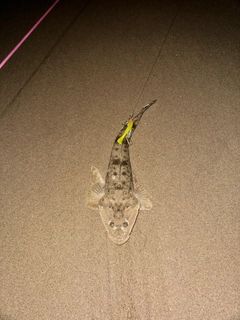 アナゴの釣果