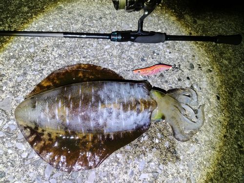 アオリイカの釣果