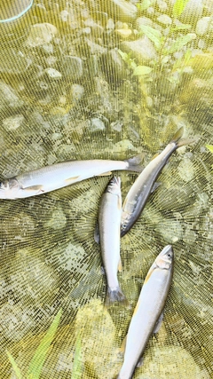 アユの釣果