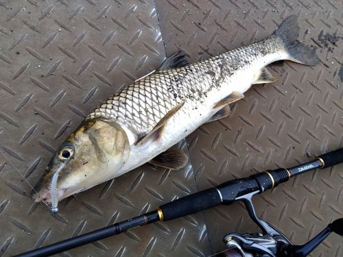 ニゴイの釣果
