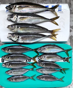 アジの釣果