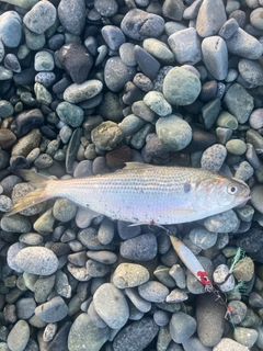 コノシロの釣果