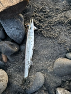 カマスの釣果