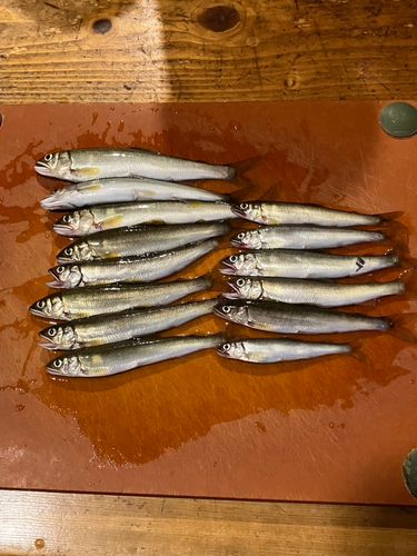 アユの釣果