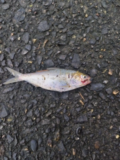 サッパの釣果