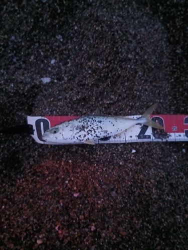 ワカシの釣果