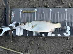 セイゴ（ヒラスズキ）の釣果