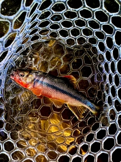 カワムツの釣果