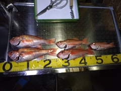 アカムツの釣果