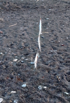 カマスの釣果