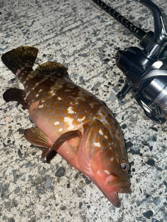 キジハタの釣果