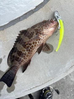 オオモンハタの釣果
