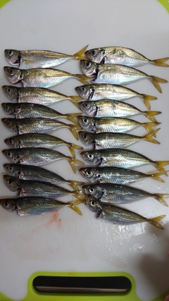 アジの釣果