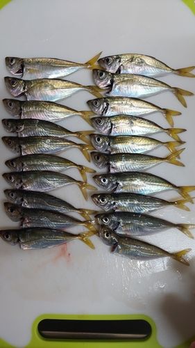 アジの釣果