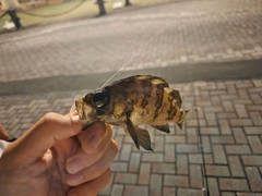 アカメバルの釣果