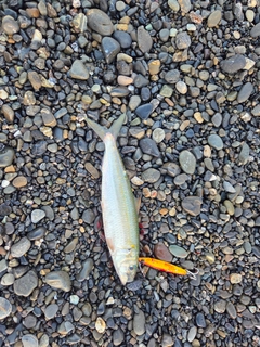 サッパの釣果