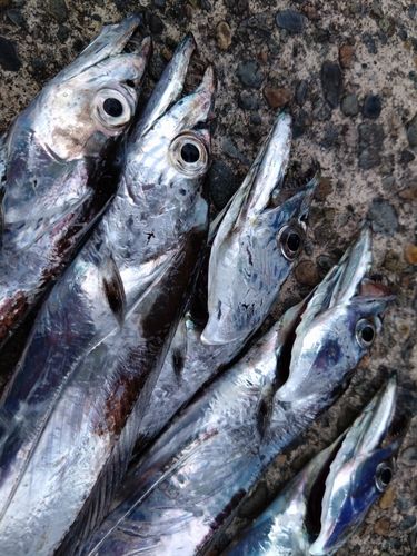 タチウオの釣果