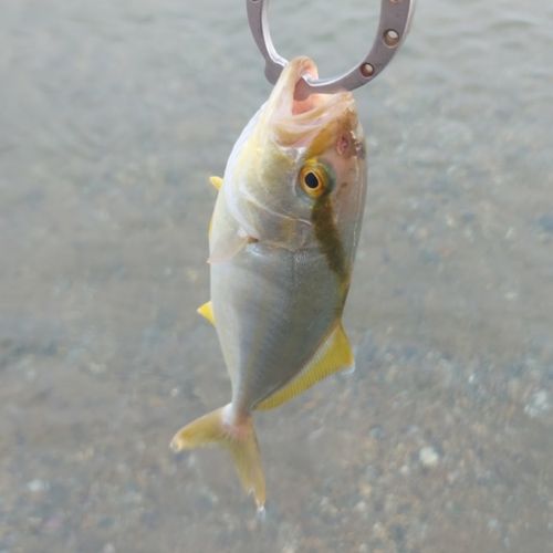 ショゴの釣果