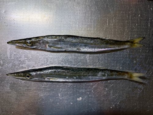 カマスの釣果