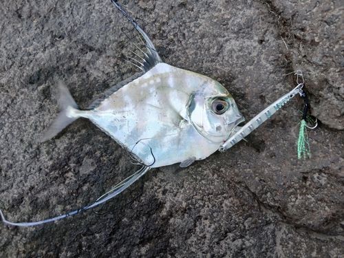 イトヒキアジの釣果