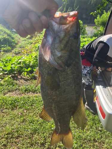 スモールマウスバスの釣果