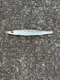 タイワンカマスの釣果