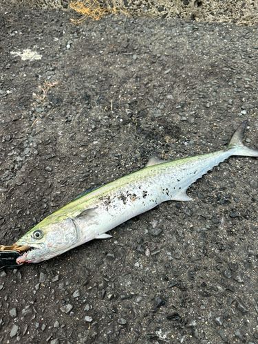 サゴシの釣果