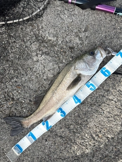 マルスズキの釣果