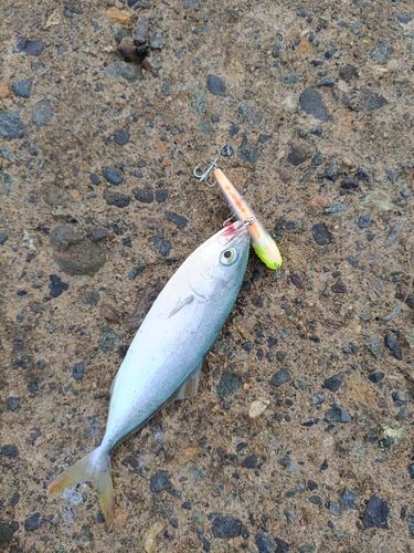 コゾクラの釣果